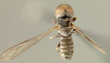 Media type: image;   Entomology 13559 Aspect: habitus dorsal view